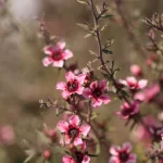 Plant Of The Month February - Leptospermum-featured-image