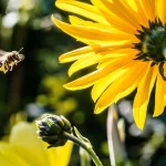 Earth Day 2019! Save Bees!-1