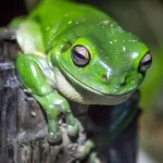 zoological & wildlife services - green tree frog