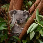 koala-image