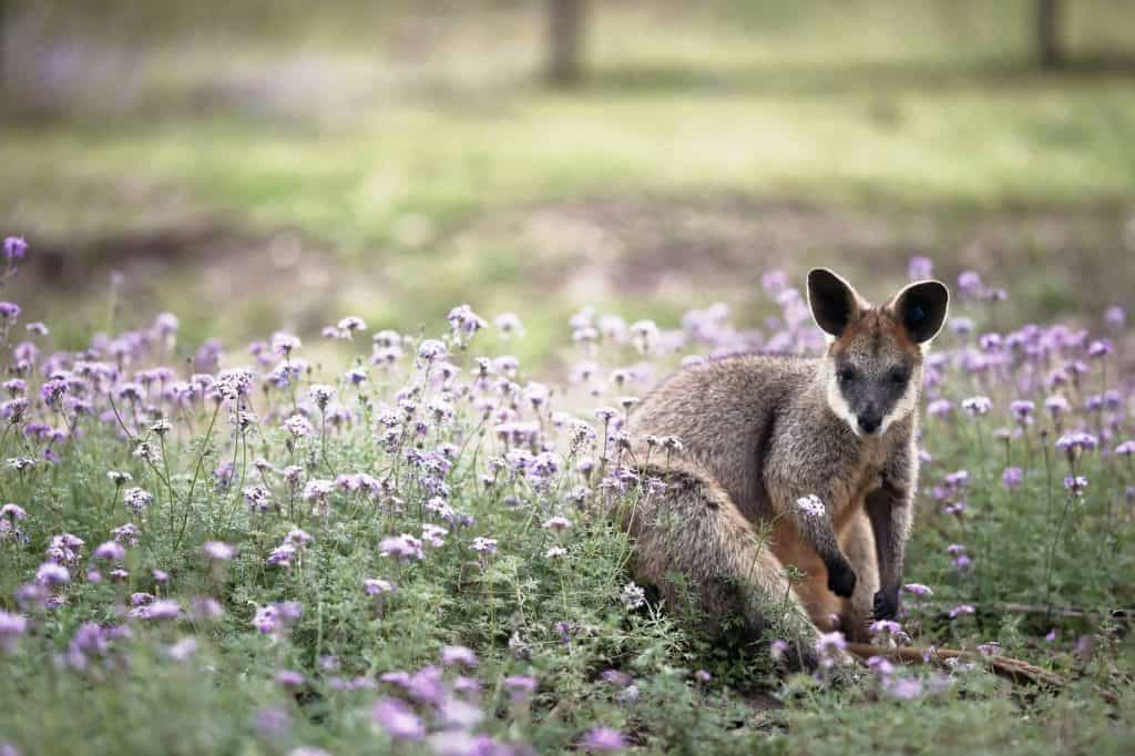 zoological & wildlife services-kangaroo